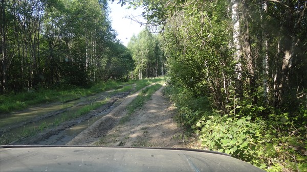 Дорога по лесу